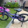 Ridgeback MX16 Purple - 3 weeks old Image 2