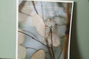 A tale of Two Gardens by Norah Burgess and Danae Kindness