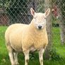 North country cheviot shearling rams Image 5