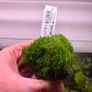 Aquarium Moss' on Lava Stone Image 6
