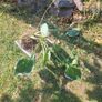 Hosta Image 3