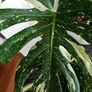 Very large Monstera Thai Constellation plant Image 4