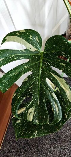 Very large Monstera Thai Constellation plant
