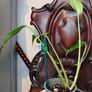 No.3 Monstera Burle Marx Flame Image 5