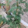 Acacia dealbata tree (mimosa tree) Image 4