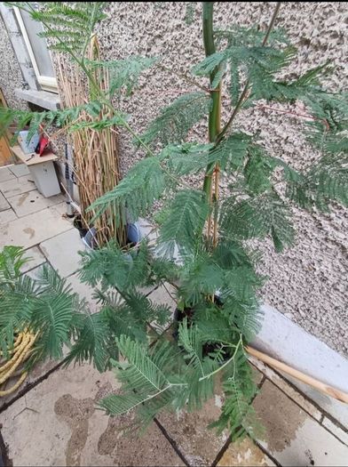 Large Garden Plant bundle 28+ plants