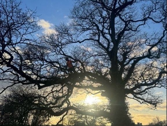 O' Toole Tree Services