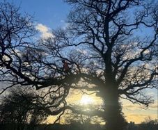 O' Toole Tree Services
