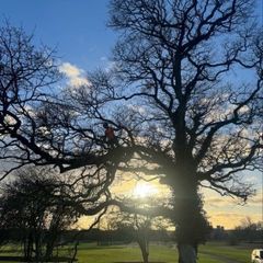 O' Toole Tree Services