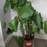 Monstera plant Image 2