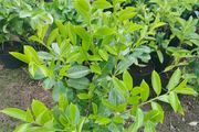 Instant hedge - Laurel 80 - 85cm  tall and bushy