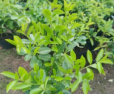 Instant hedge - Laurel 80 - 85cm  tall and bushy