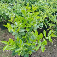 Instant hedge - Laurel 80 - 85cm  tall and bushy