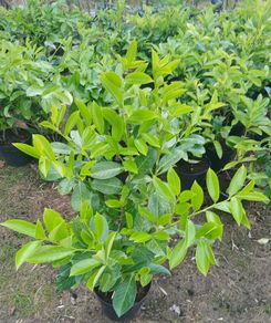 Instant hedge - Laurel 80 - 85cm  tall and bushy
