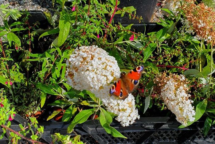 Buddlia Butterfly Bush