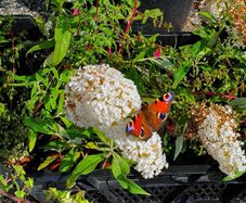 Buddlia Butterfly Bush