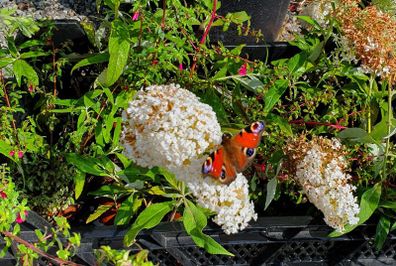 Buddlia Butterfly Bush