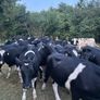 Bullocks Image 10