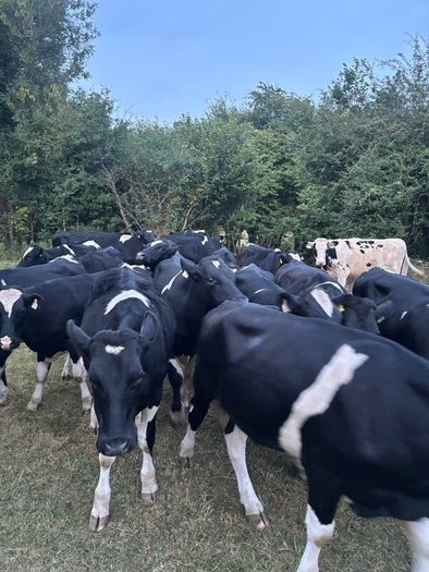 Bullocks