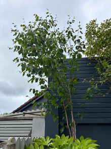 Birch trees for sale