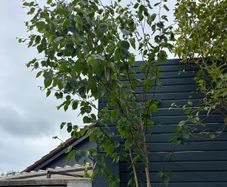 Birch trees for sale