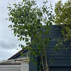Birch trees for sale