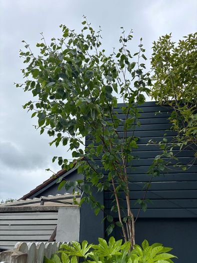Birch trees for sale