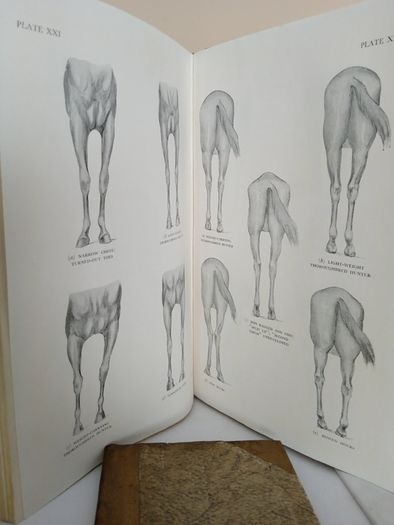 An Eye for a Horse: A Guide to Buying and Judging by Sidney G. Goldschmidt (PT257)