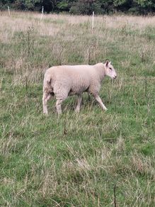 ewe lamb
