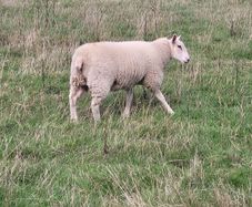 ewe lamb