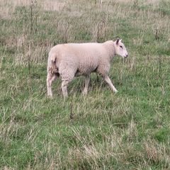ewe lamb