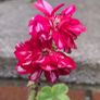 Geranium plants Image 3