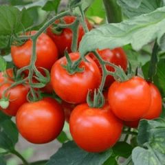 (T) Tomato Betalux seeds 0.3g (124640)
