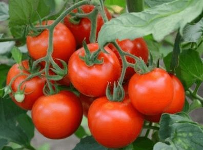 (T) Tomato Betalux seeds 0.3g (124640)