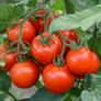 Seeds to plant in April from 1 euro Image 8