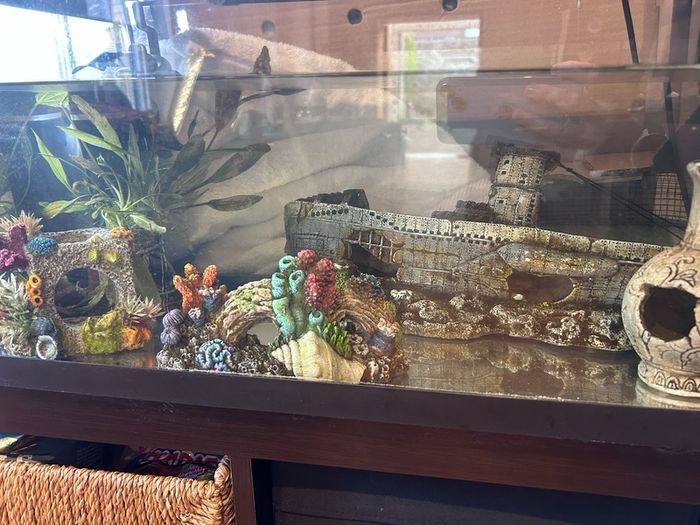 50l Fish tank and accessories