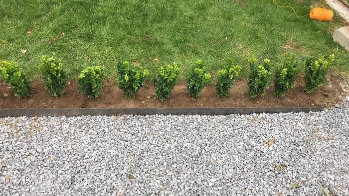Box Hedging