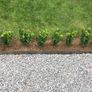 Box Hedging Image 3