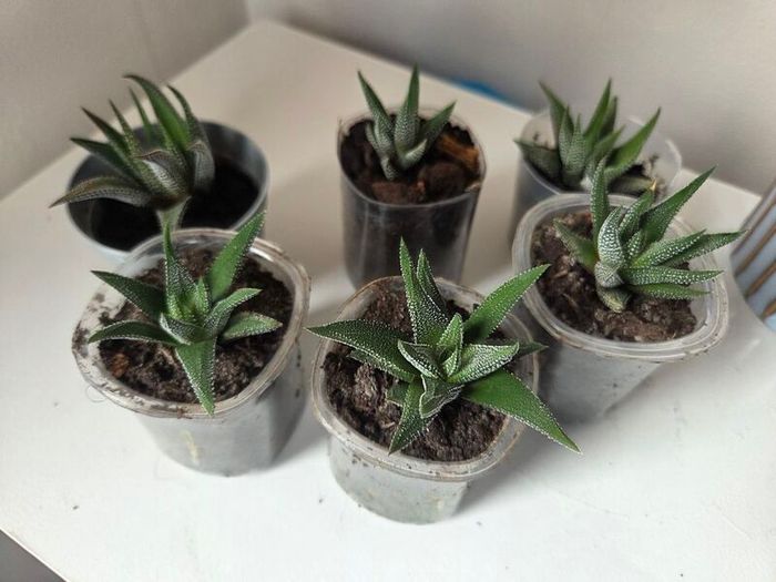 Succulents