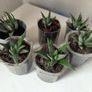 Succulents Image 2