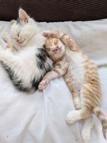 5 kittens for sale