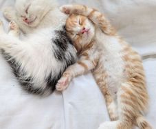 5 kittens for sale