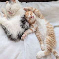 5 kittens for sale