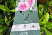 garden plants