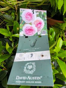 garden plants