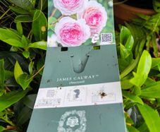 garden plants