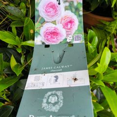 garden plants