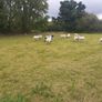 Hoggets Image 2