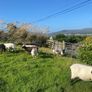 9 Young x bred sheep and 3 ewe lambs. Image 7