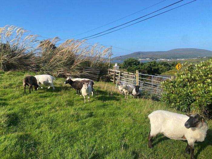 Young x bred sheep
